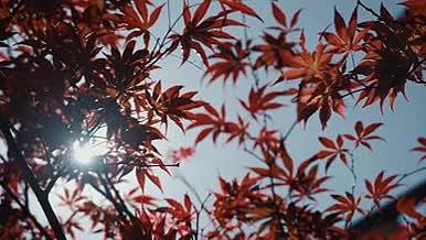 4k实拍阳光穿过枫叶唯美植物风景视频的预览图